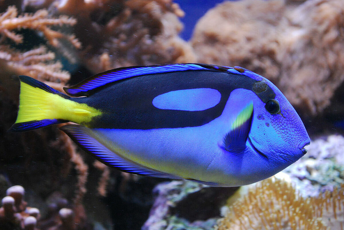 Imagem do Blue Tang